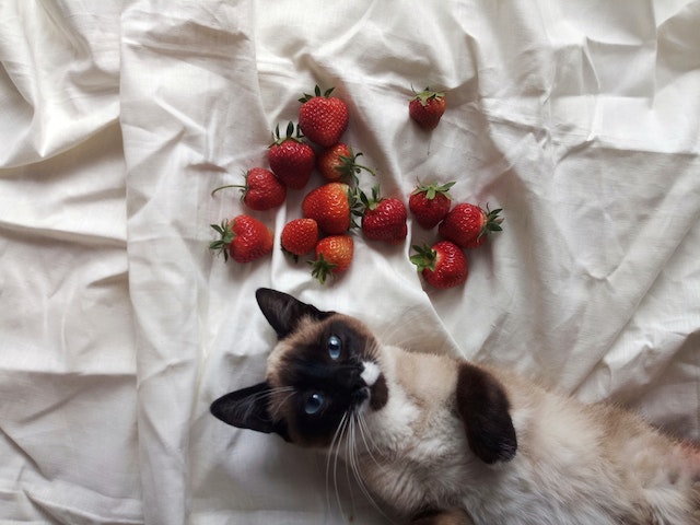 Can Cat Eat Raspberries?